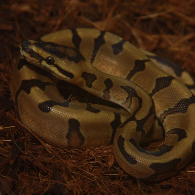 M Enchi Redstripe het Clown