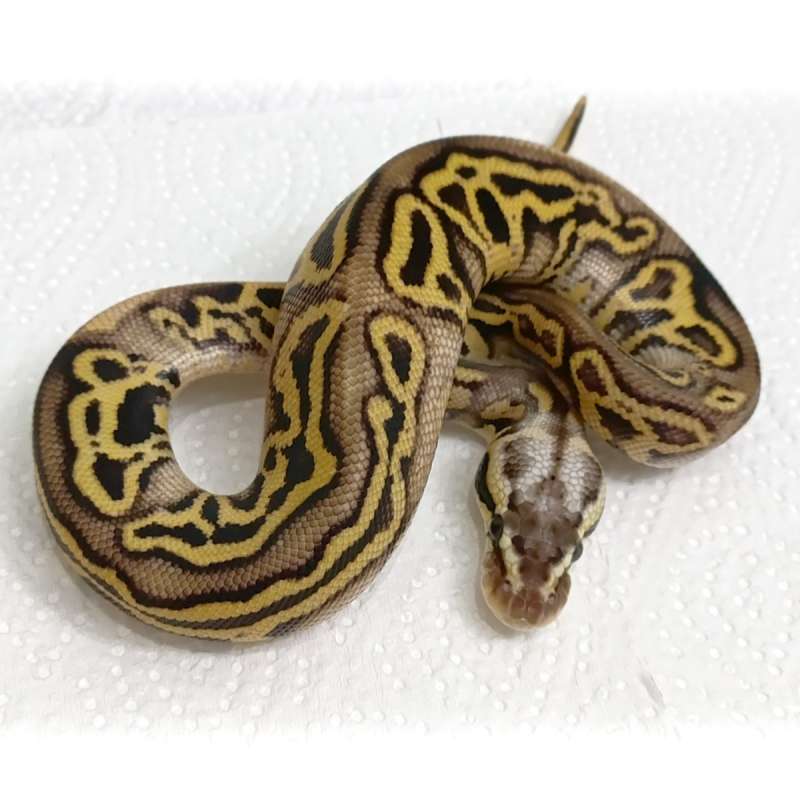 M Pastel Leopard Poss SN YB het Clown [25C0706]