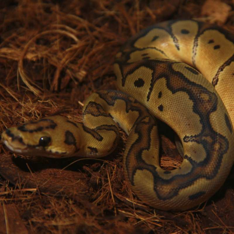 Enchi Redstripe Clown