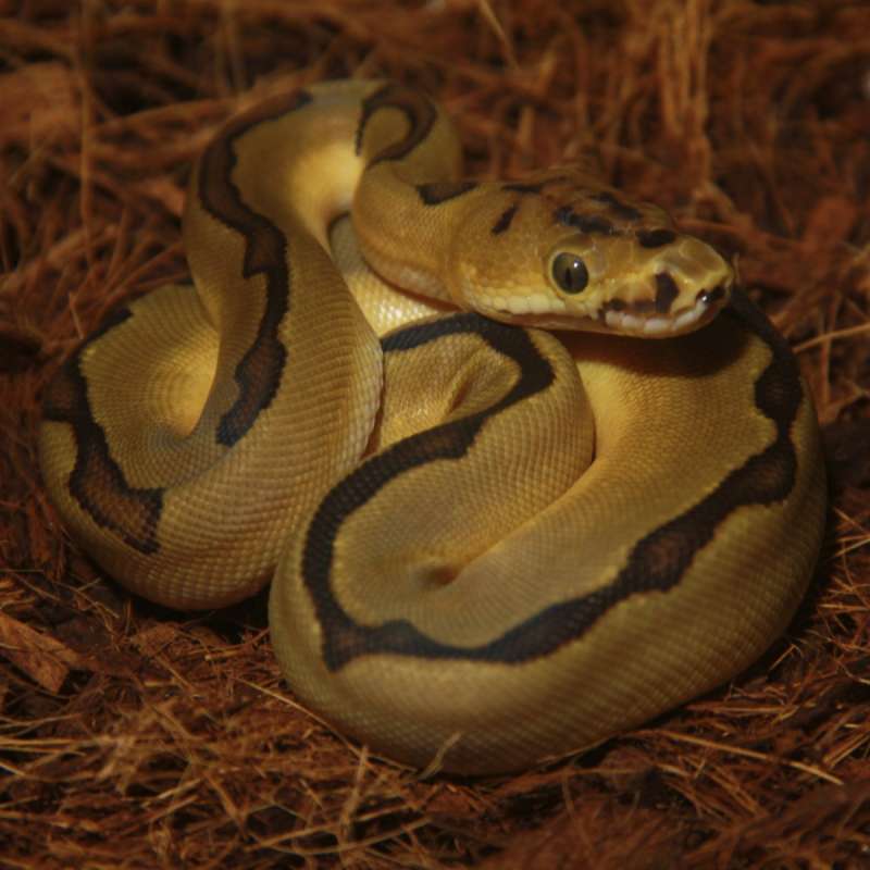 F Enchi Clown