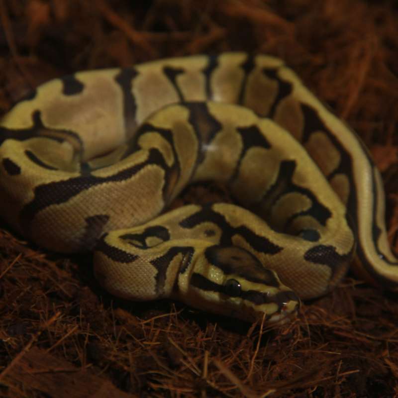F Vanilla Enchi poss Redstripe het Clown