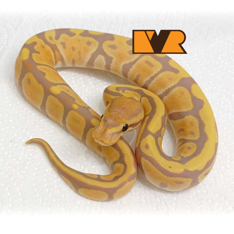 F Banana het Clown [25C0906]