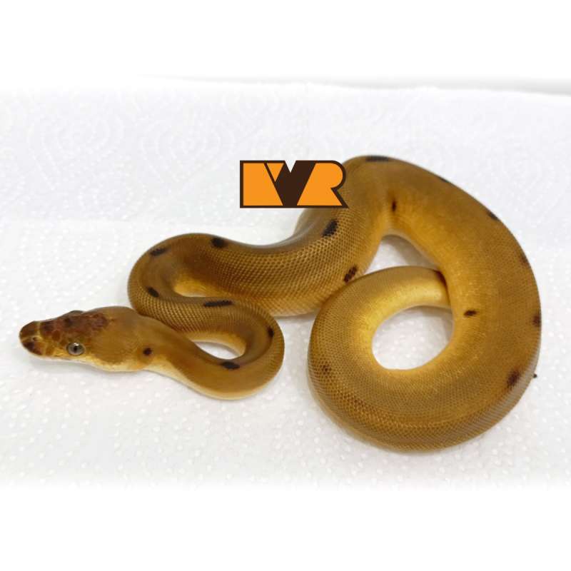 F Leopard Enchi (Blade) Clown [25C0902]