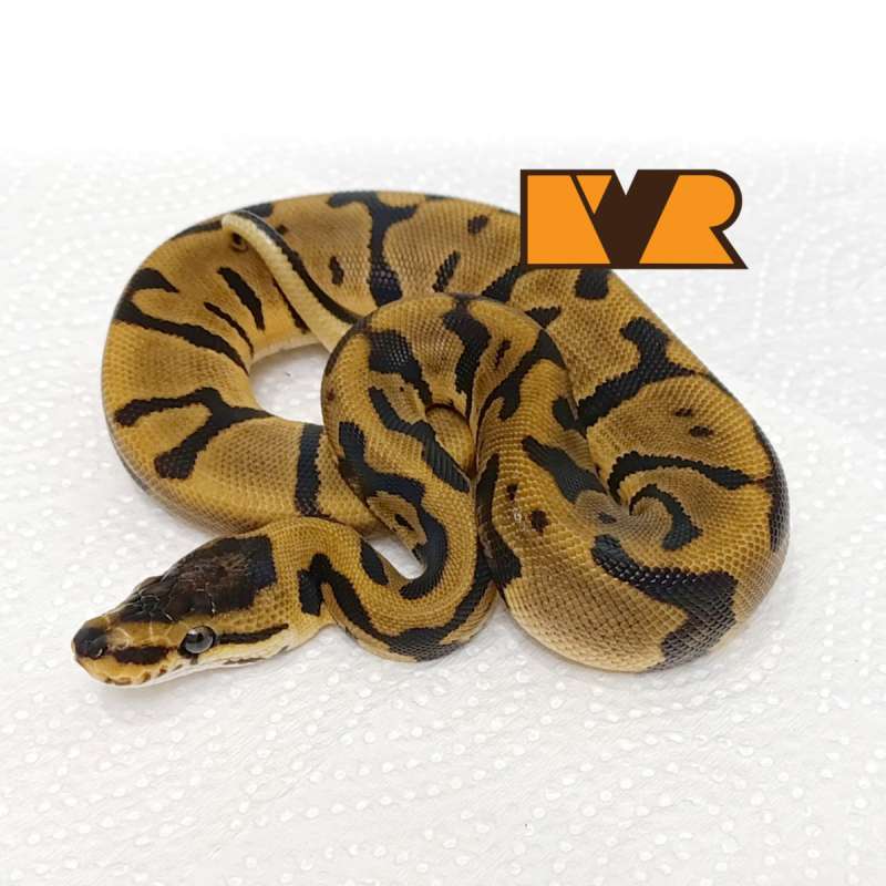 F Enchi Blade Pos Leopard het Clown [25C0904]