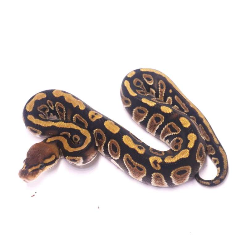 Cypress stranger het clown