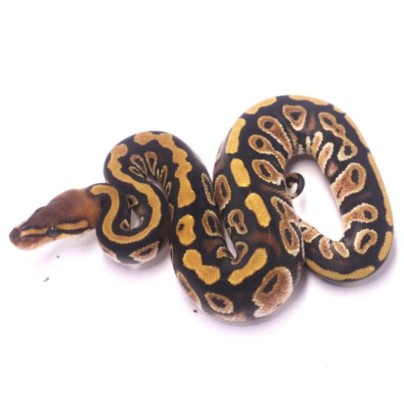 Cypress stranger het clown