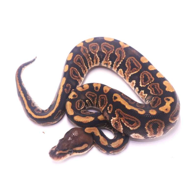 Black pastel het clown