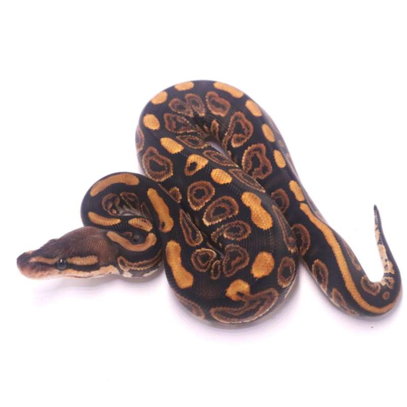 Black pastel het clown