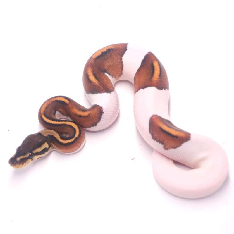 Orange dream black pastel pied