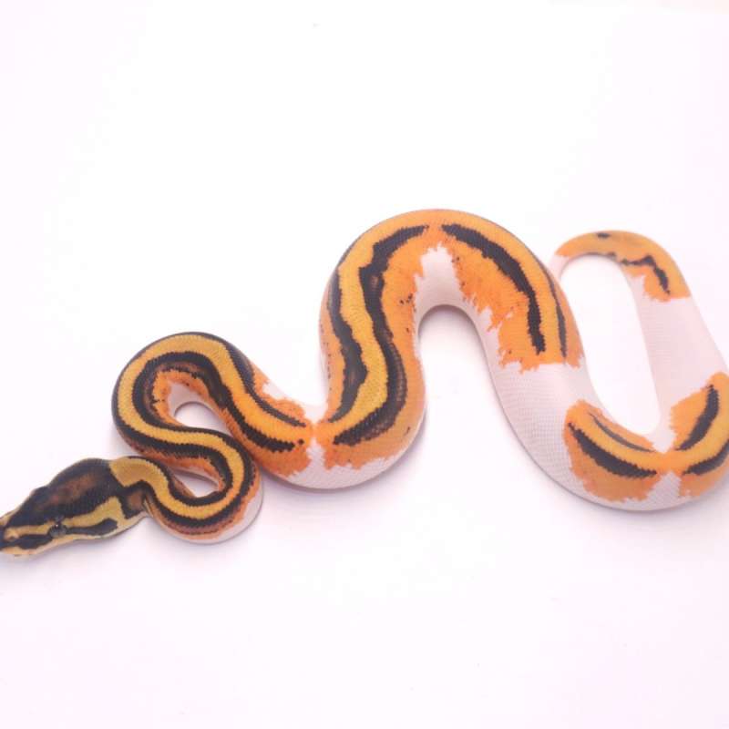 Orange dream yellow belly pied