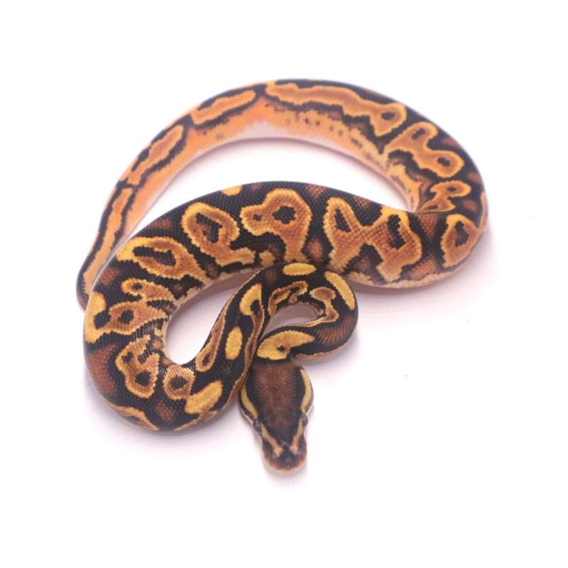 Orange dream black pastel yellowbelly het pied