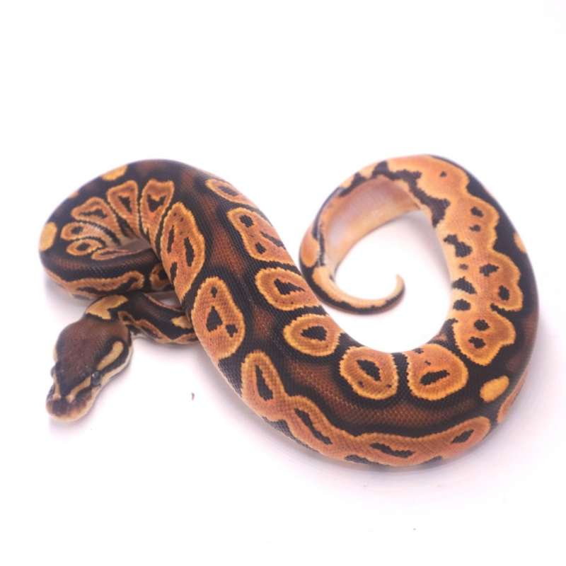 Orange dream black pastel het pied