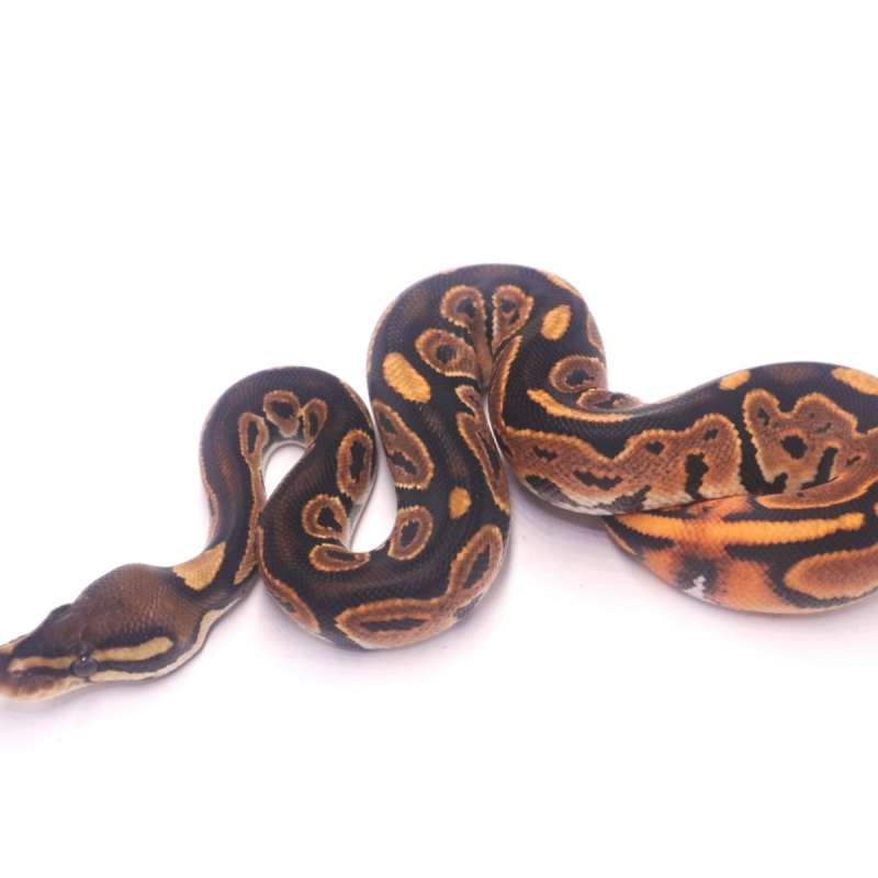 Orange dream black pastel het pied