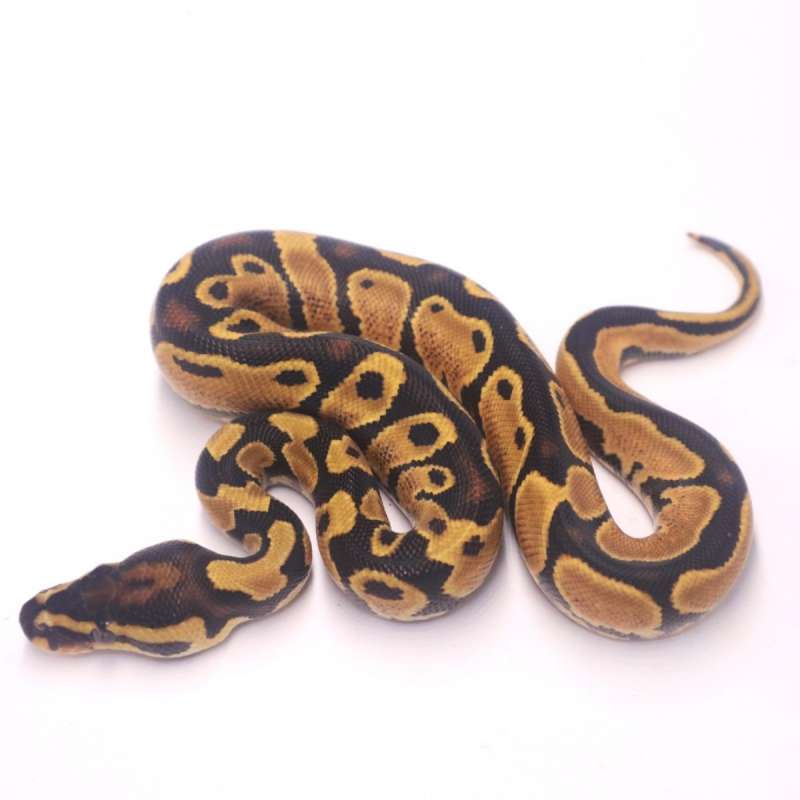 Orange dream yellow belly het pied