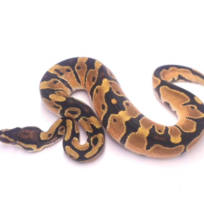Orange dream het pied