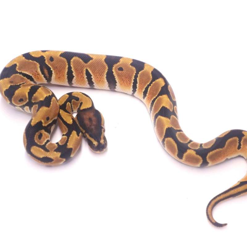 Orange dream het pied