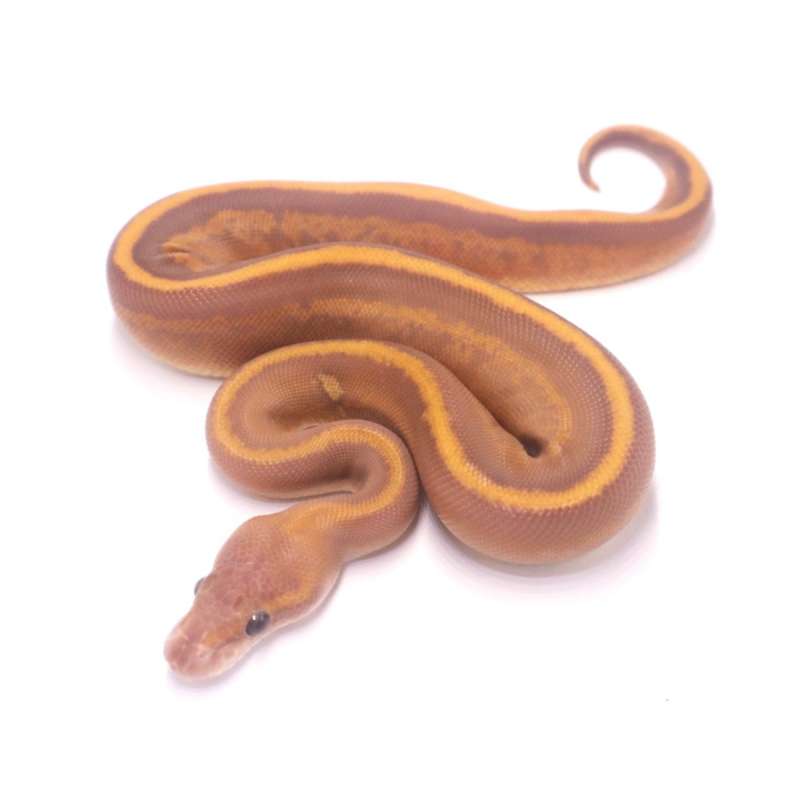 Super mahogany ultramel