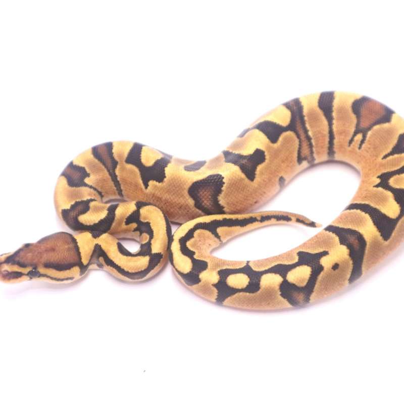 Fire orange dream jaguar het clown