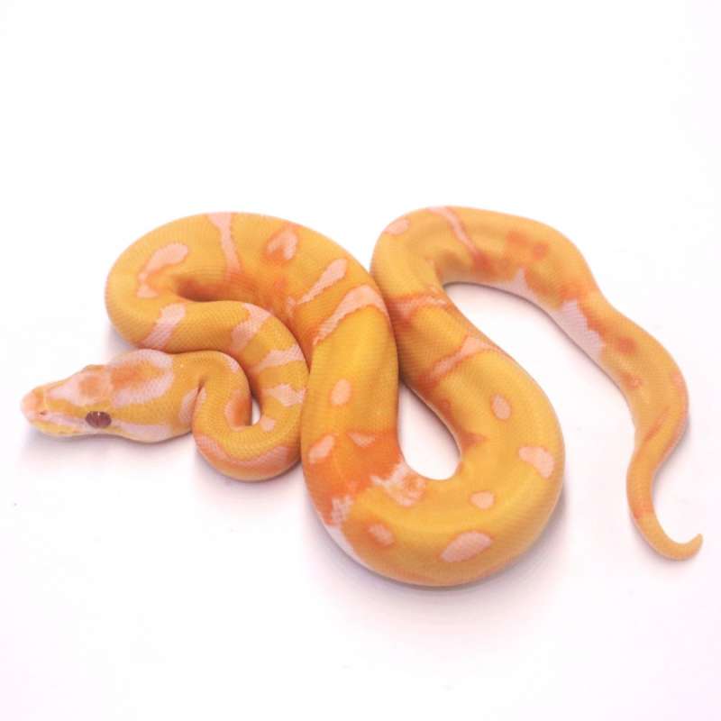 Enchi dreamsicle