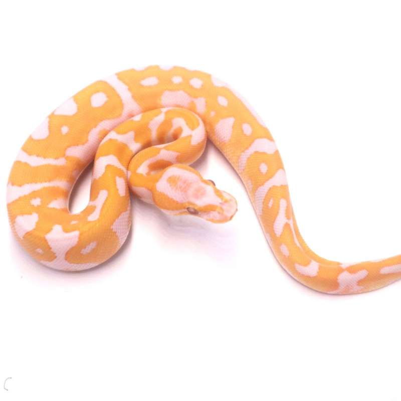 Leopard lavender het pied