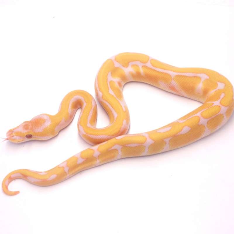Enchi lavender het pied