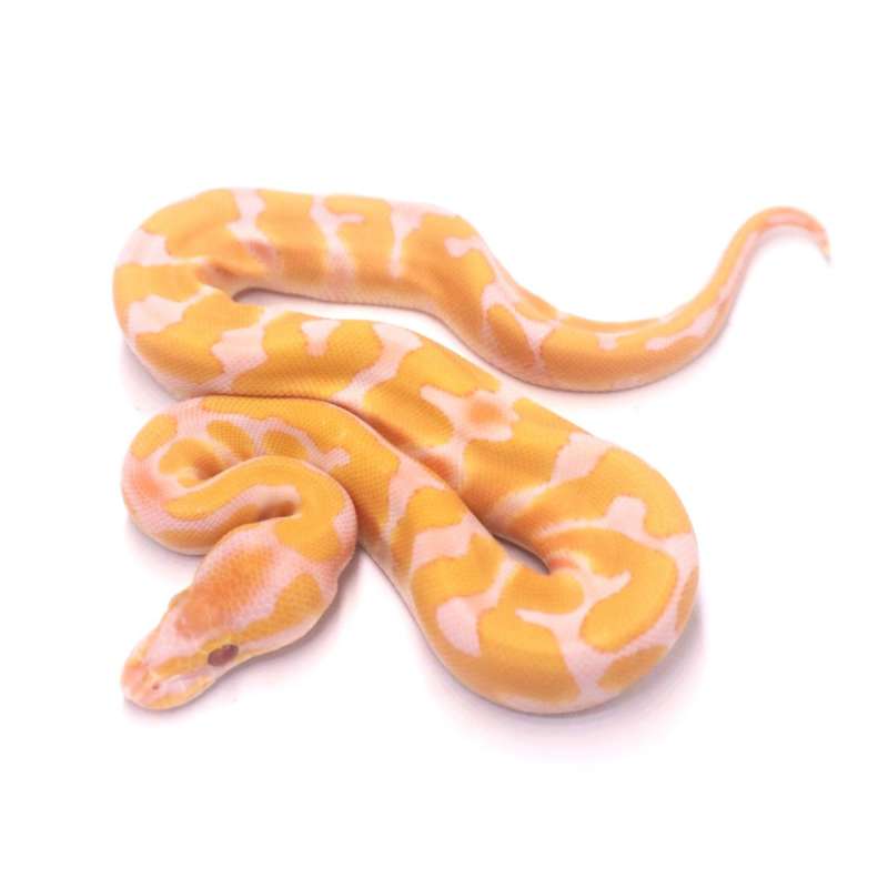 Enchi lavender het pied