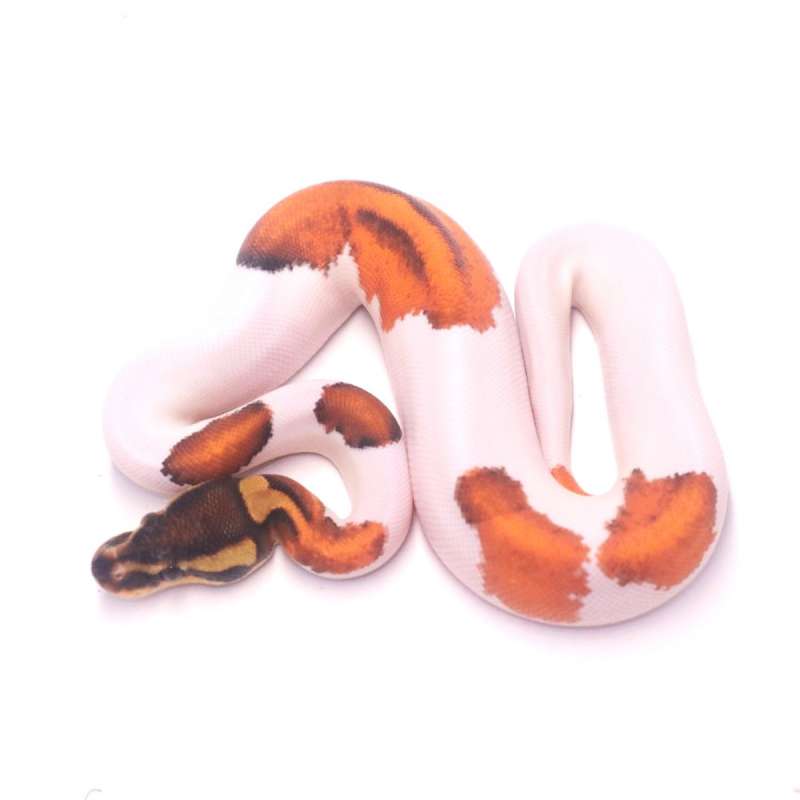 Super orange dream black pastel pied