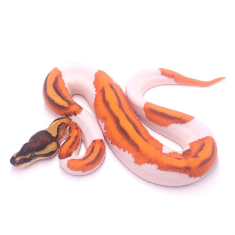 Super orange dream black pastel enchi pied