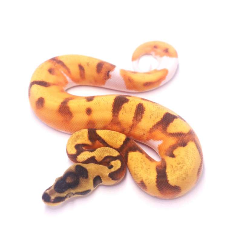 Super orange dream enchi pied