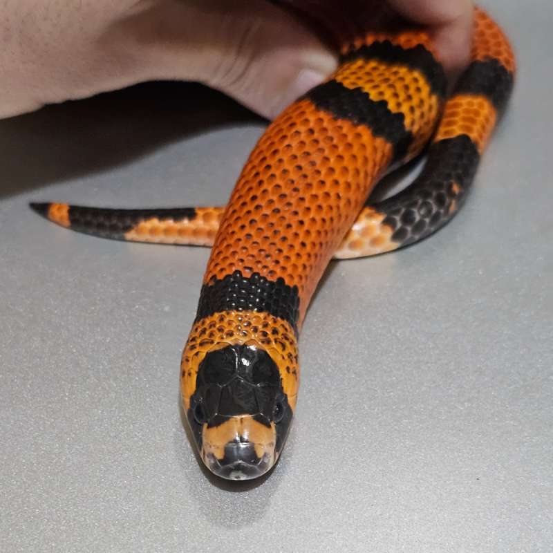 [Adult] Ms Honduran Tangerine