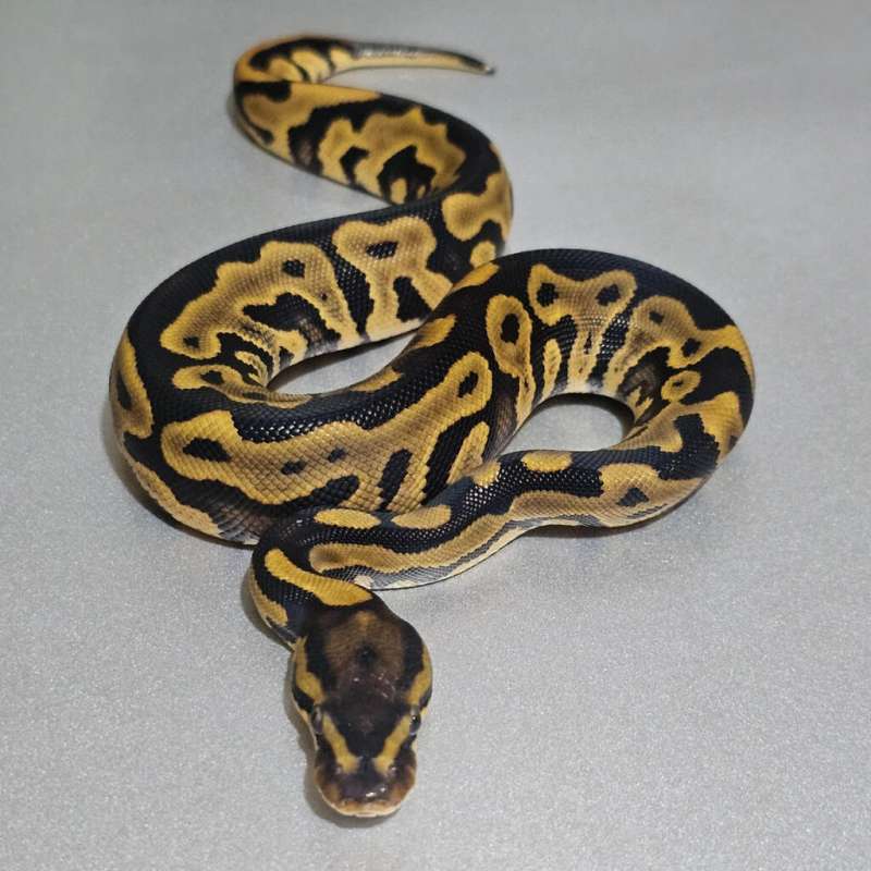 Leopard Yb het Clown