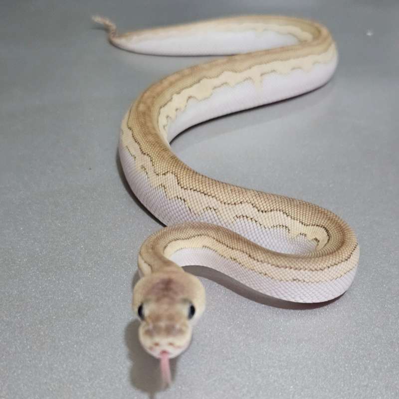 Lesser Cinnamon Clown