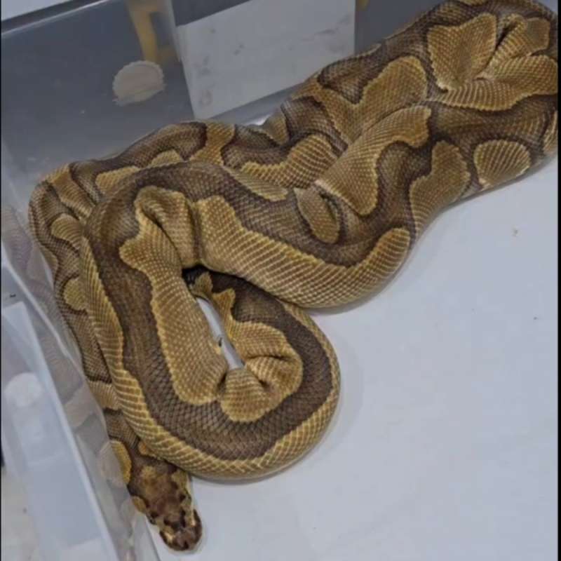 Enchi leopard clown proven