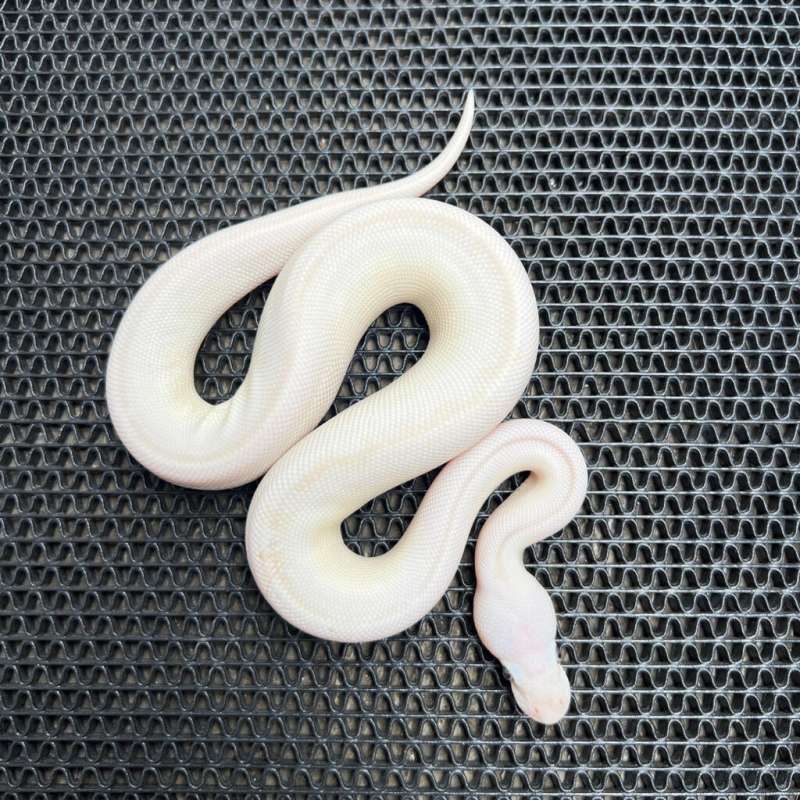 blue eye leucistic
