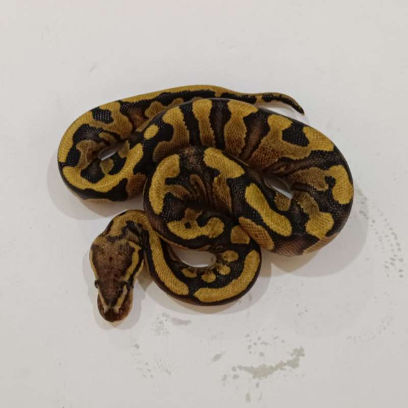 M. Red Stripe het Clown ♂️