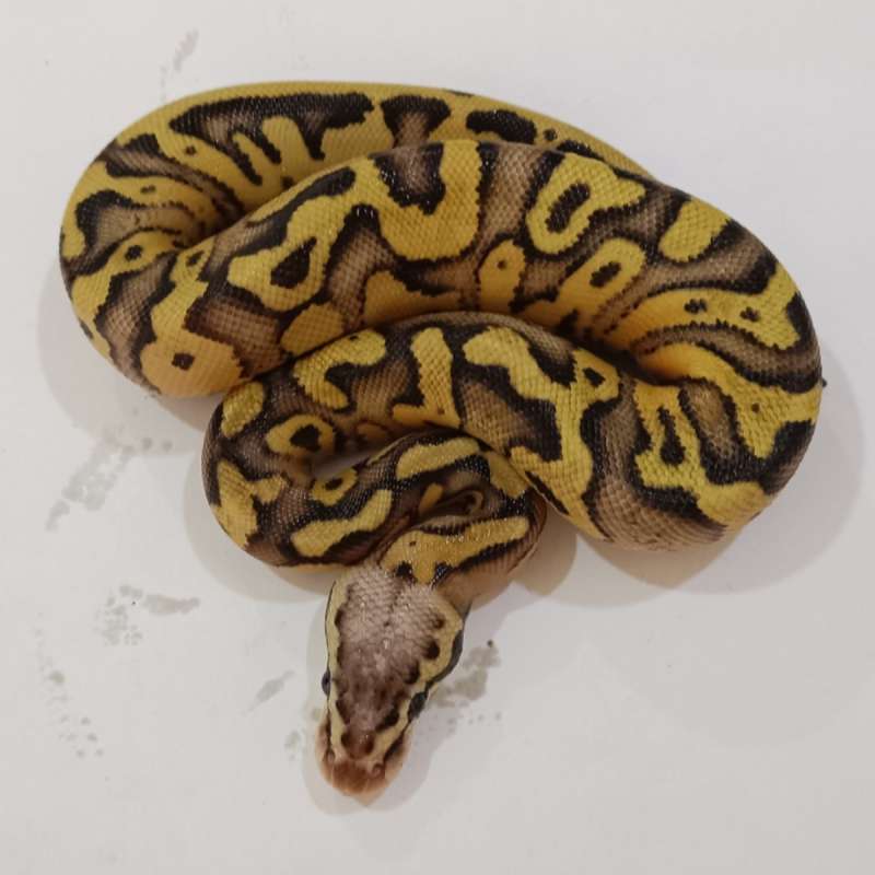 M. Firefly 100% het Clown