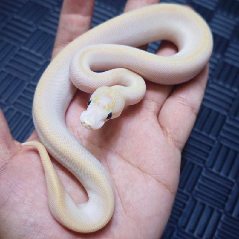 M Banana Pins Ivory Pos Pastel leo Cinny