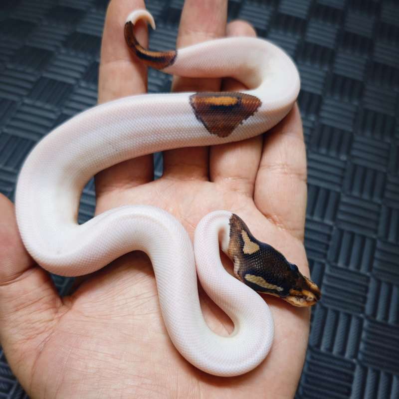M Blackpastel Pied Het Hypo Hi-White