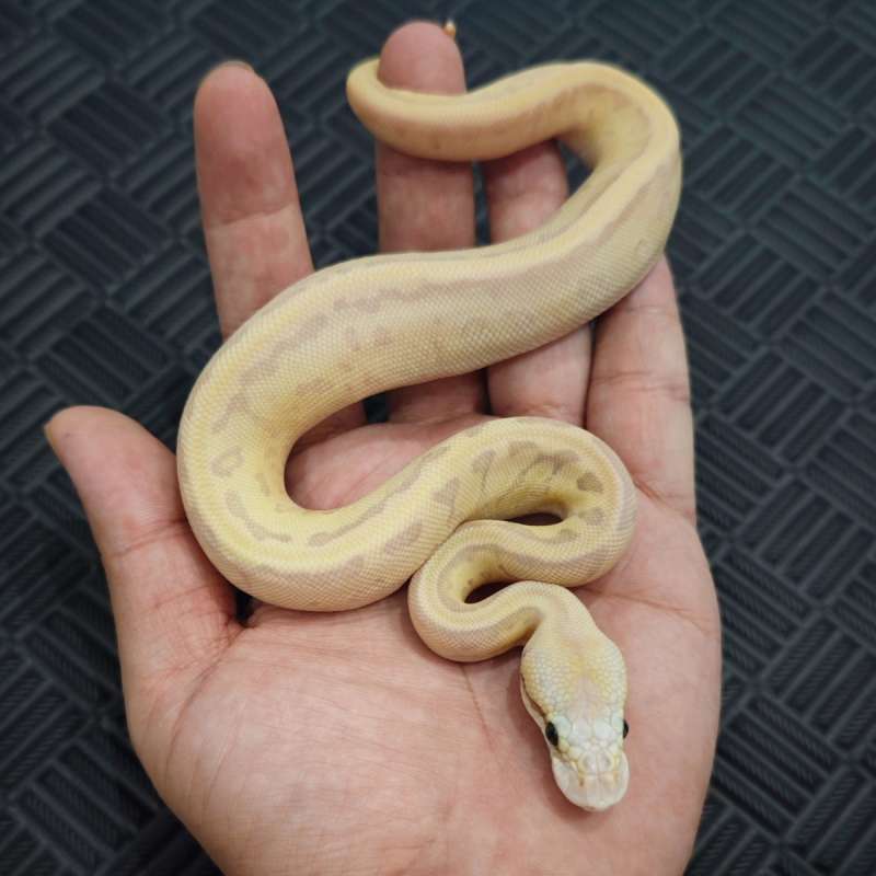 F FireFly Leo Pins Enchi Butter (6Gen)