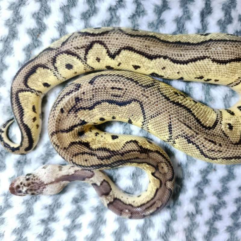 CLOWN RED STRIPE PASTEL