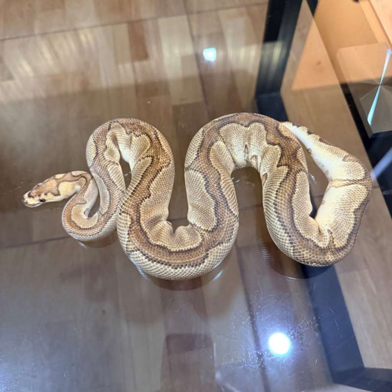 Enchi redstripe yb clown