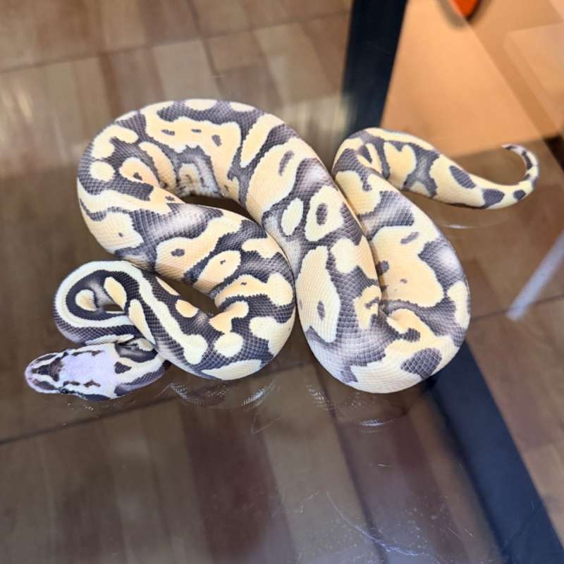 Pastel desert ghost poss leopard