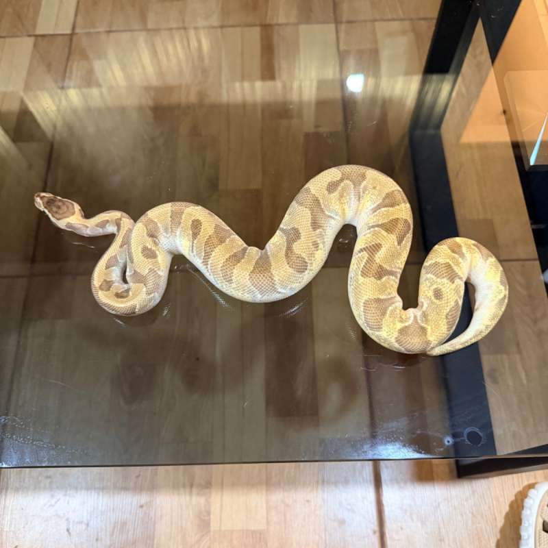 Super enchi orange dream mojave het pied