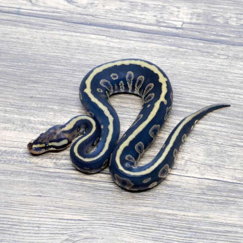 CHOCOLATE SPOTNOSE HET CLOWN