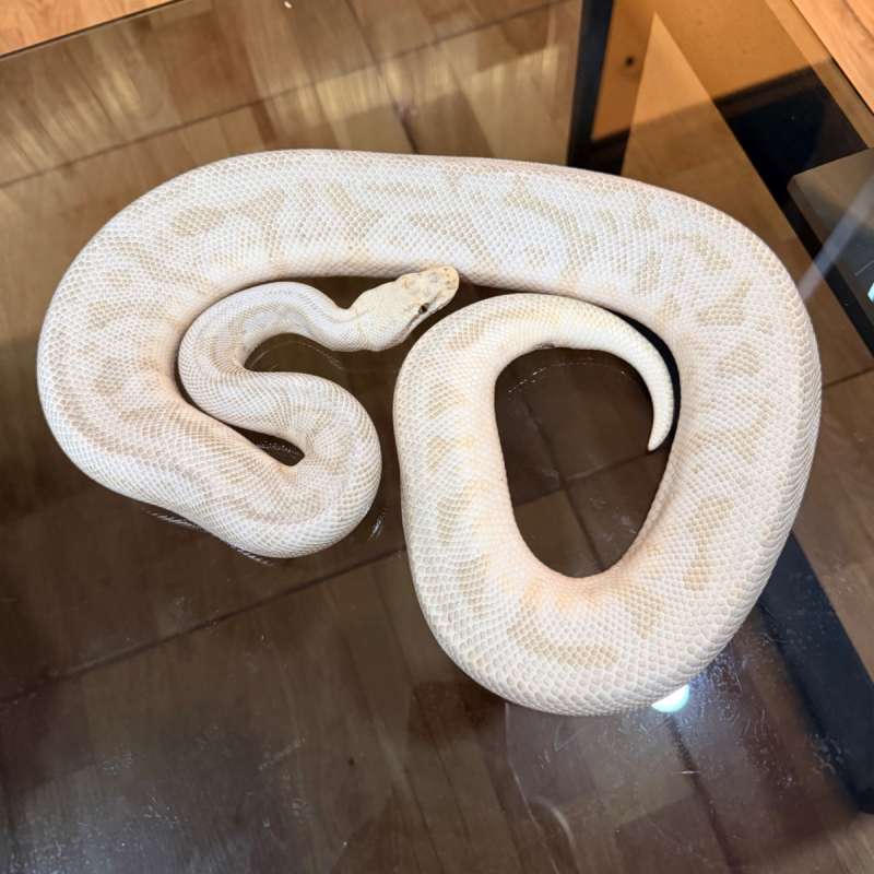 The first gumball leopard spider super pastel lesser