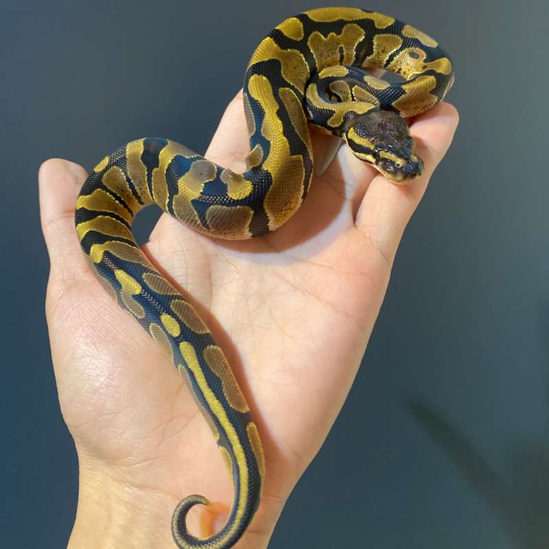 F - Normal het DG ph 66% clown