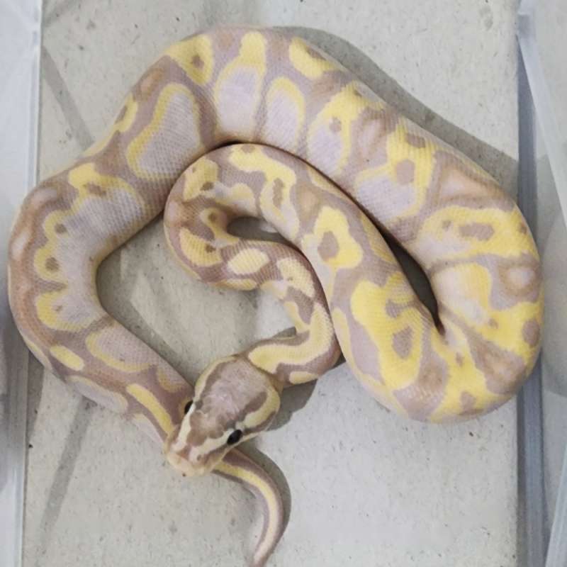 Banana Vanilla Pastel Male