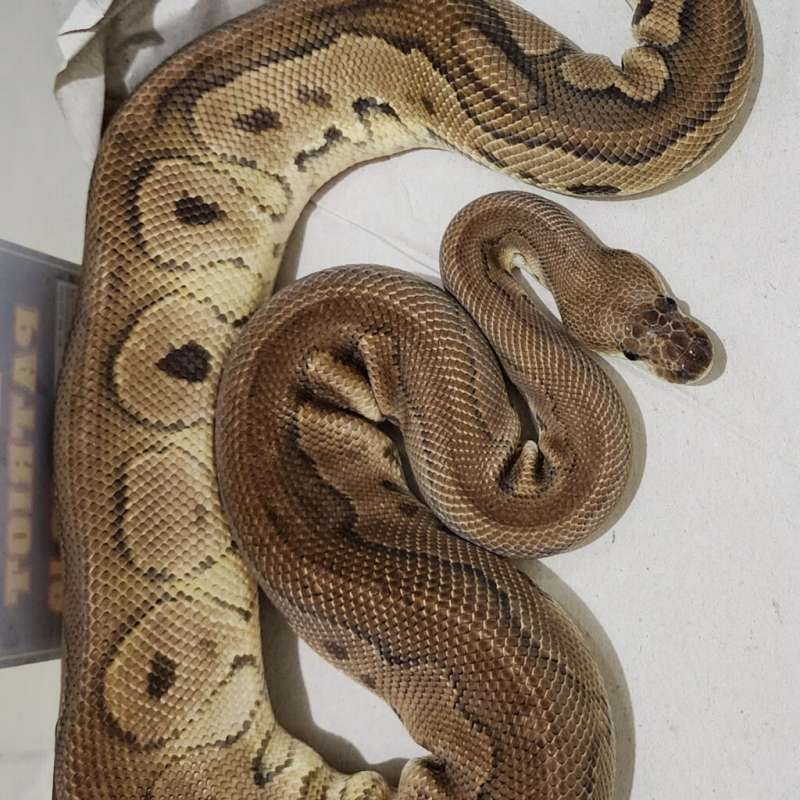 Redstripe Cinnamon Clown Male Proven