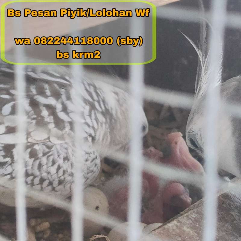 Telur/Piyik/Loloh Falk Wf