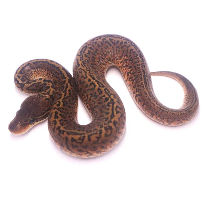Monsoon poss het clown